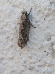 Ethmia discostrigella