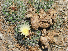 Coryphantha clavata