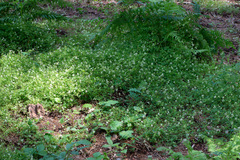 Ceratocapnos claviculata