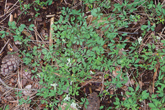 Ceratocapnos claviculata