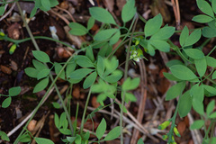 Ceratocapnos claviculata