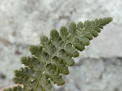 Asplenium foreziense