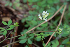 Ceratocapnos claviculata