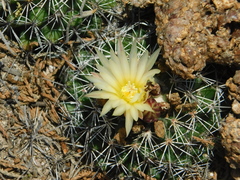 Coryphantha clavata