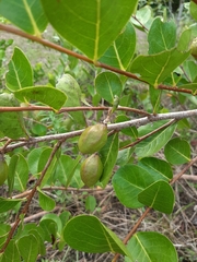 Chrysobalanaceae