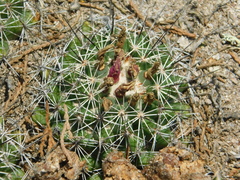 Coryphantha clavata