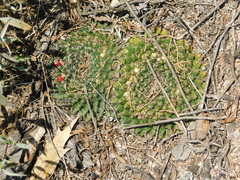 Mammillaria uncinata