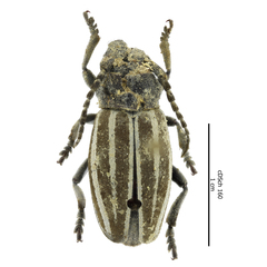 Dorcadion fuliginator