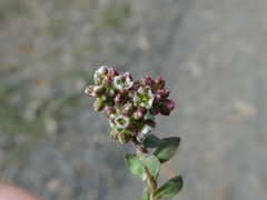 Corrigiola litoralis