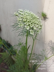 Daucus carota