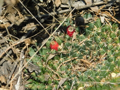 Mammillaria uncinata