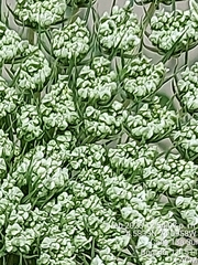 Daucus carota