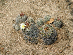 Coryphantha clavata