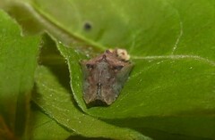 Eirmocides absimilis