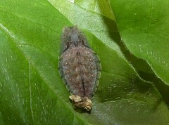 Eirmocides absimilis