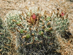 Coryphantha clavata