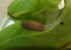 Eirmocides absimilis