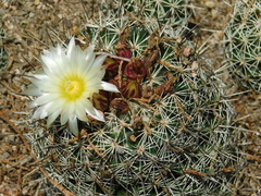 Coryphantha clavata