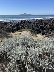 Astragalus anemophilus