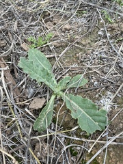 Cirsium neomexicanum