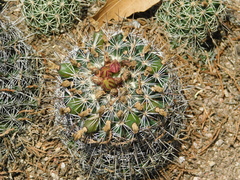 Coryphantha clavata