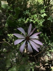 Mutisia spinosa