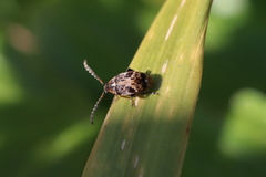 Bruchidius bimaculatus