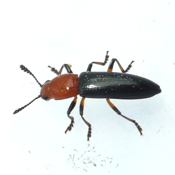 clover stem borer