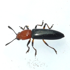 Clover Stem Borer