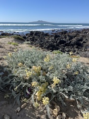 Astragalus anemophilus