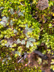 Riccia trichocarpa