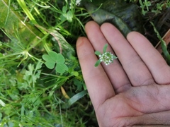 Corrigiola litoralis