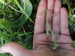 Corrigiola litoralis