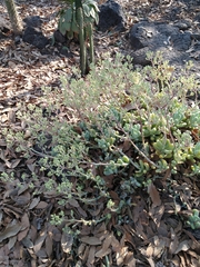 Sedum allantoides