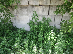 Chenopodium ucrainicum