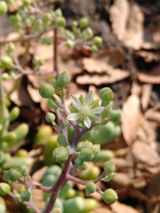 Sedum allantoides