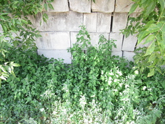 Chenopodium ucrainicum