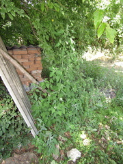 Chenopodium ucrainicum