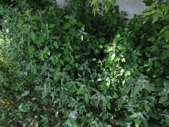 Chenopodium ucrainicum