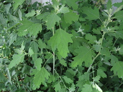 Chenopodium ucrainicum