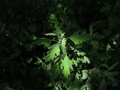 Chenopodium ucrainicum