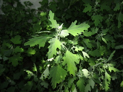 Chenopodium ucrainicum