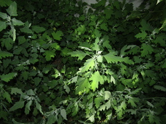 Chenopodium ucrainicum