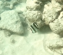 Chaetodon striatus