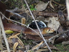 Drymarchon melanurus