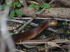 Drymarchon melanurus