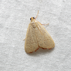 Hypsopygia albidalis