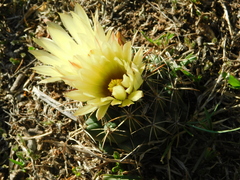 Coryphantha