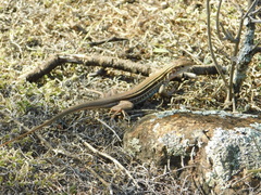 Aspidoscelis gularis