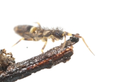 Orchesella cincta